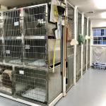 Kennel -
This is our kennel room, where patients may stay before and after medical procedures, treatments, examinations or for observation. 